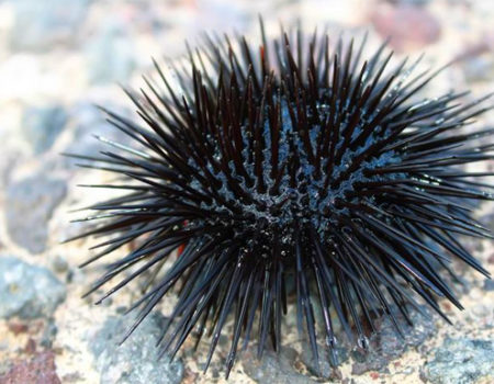 Stung By Sea Urchins