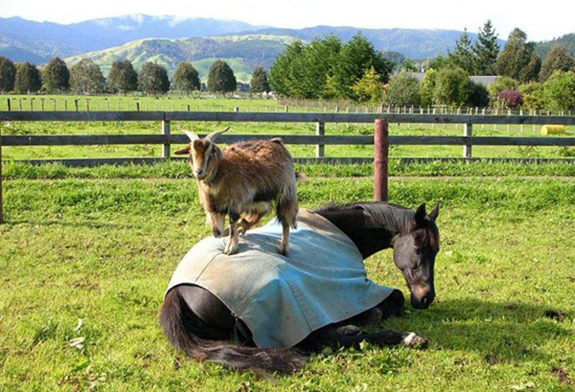 Goat on horse
